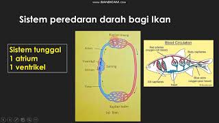 Sains Tingkatan 3 Bab 32 Peredaran Darah part 1 [upl. by Samau]