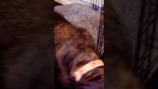 Cane Corso pups eating corsopups canecorso canecorsolovers puppy [upl. by Ainitsirk680]