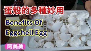 蛋殼的多種妙用 Benefits Of Eggshell Egg【在家種菜】 [upl. by Lenrow]