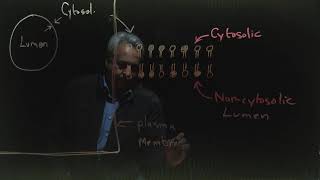 Cell Membrane Asymmetry [upl. by Sirkin]