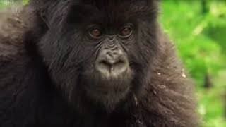 Meet This Family of Mountain Gorillas  Cousins  BBC Earth [upl. by Verile]