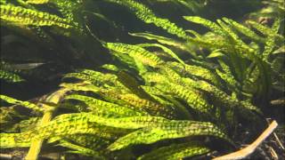 Cryptocoryne aponogetifolia DIscoveryPlanet [upl. by Yvan]