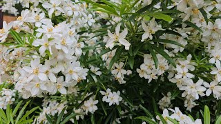 Choisya mexican Orange Bloosom plant care in the UK  silgys Rose Garden Malayalam Garden Uk [upl. by Elpmid]