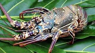 Queue de langouste grillée à la Vanille de Tahiti [upl. by Dera879]