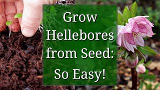 Grow Hellebores from Seed [upl. by Marna]