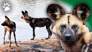 Le chien sauvage dAfrique en danger dextinctions  Lycaon  Documentaire animalier  AMP [upl. by China]