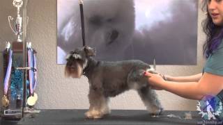 Grooming the Miniature Schnauzer The Short n Sassy Pet Trim with Lindsey Dicken NCMG [upl. by Niwri]