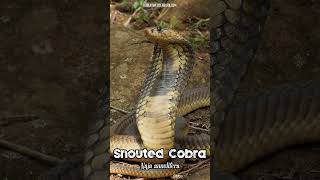 🐍 Snouted Cobra Naja annulifera 🐍 [upl. by Arola]