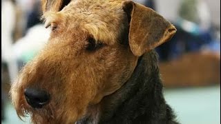 Welsh Terrier Terrier Galés [upl. by Reine]