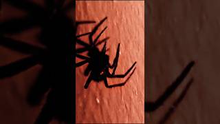 quotBLACK WIDOW Latrodectus is a genus of SPIDERS with several species TRUE WIDOWSquot 2 spider [upl. by Ymorej368]