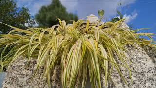 Hakonechloa smukła  trawa japońska  Poradnik Ogrodowy 146 [upl. by Avat]