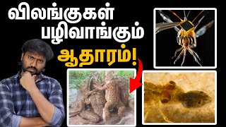 இரண்டு அடி நீளம் உள்ள தட்டான் பூச்சிகள் எப்படி சாத்தியம்  Dragonfly Frog mosquito life tamil [upl. by Valentijn240]