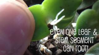 Succulent Propagation Secrets for Stacking Crassula [upl. by Assirral]