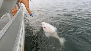 Snagged  Fishing for Halibut  Alaska Halibut Longlining  2023 Halibut Season [upl. by Jarrod]