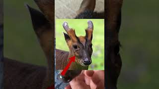 Muntjac Deer Fascinating Facts and Behaviors [upl. by Valene]