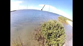 Stingray Migration Swarms Couple In Mexico [upl. by Nesnej934]