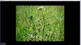 Capsella bursapastoris  Shepherds Purse Part 1 of 2 [upl. by Niala]