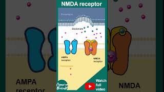 NMDA receptors  ionotropic receptors  NMDA receptor and memory  1 minute neuroscience  USMLE [upl. by Olihs666]