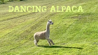 Happy dancing alpaca [upl. by Boylston907]