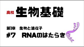 【生物基礎】7 RNAのはたらき [upl. by Idnerb4]