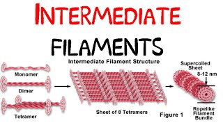 Intermediate filaments [upl. by Lucian643]