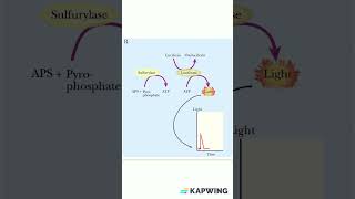 Principle of Pyrosequencing dnasequencing molecularbiology genetics [upl. by Collum]