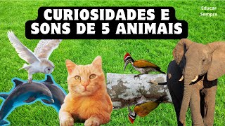 Curiosidades e Sons de 5 Animais [upl. by Childers]