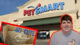 ADOPTING A BLIND HAMSTER FROM PETSMART [upl. by Ahrendt]