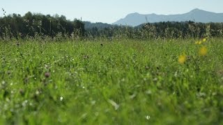 Energie aus Biomasse Teil 5 von 5 Biogas und Bioöl für die Energiewende [upl. by Raman]