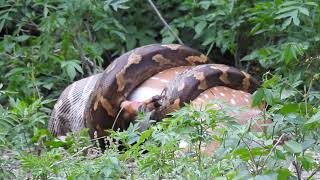 Python Eating Deer in Nagarhole National Park [upl. by Eidissac]