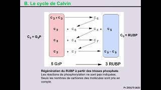 Physiologie végétale  Nutrition carbonée 9  Etapes du cycle de calvin [upl. by Doralynn]