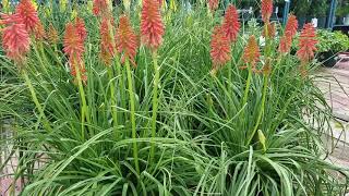 Kniphofia Red Hot Popsicle [upl. by Nnasor]