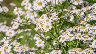 Easy Way To Grow Chamomile From Seed  Gardening Tips [upl. by Lewis]