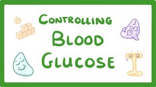 GCSE Biology  Control of Blood Glucose Concentration 56 [upl. by Ransell213]