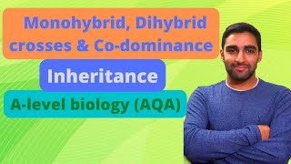 Monohybrid Dihybrid crosses Codominance  Inheritance  Alevel Biology [upl. by Krein735]