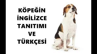 Köpeğin İngilizce Tanıtımı [upl. by Pia]