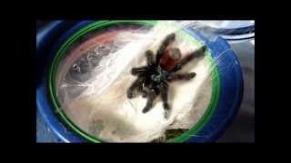 Tarantula Update  new molts [upl. by Emorej7]