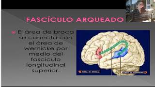 Lenguaje y Neuropsicología Clase 7 [upl. by Aniluj160]