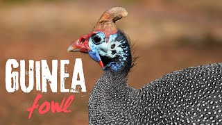 Guinea fowl sounds and vocalizations [upl. by Ocsicnarf]