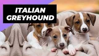 Italian Greyhound 🐶 The Best Lap Dog For Lazy Owners [upl. by Bonny]