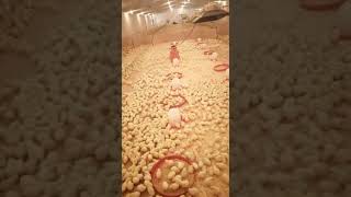 Fakieh poultry farma [upl. by Monahon]