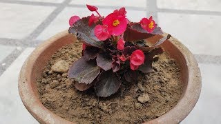 Begonia Plant Care Hindi  How To Grow amp Care Begonia Plant in Pots  Begonia Flower [upl. by Lyman]