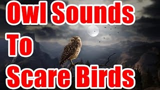 Owl Sounds To Scare Birds [upl. by Xantha]