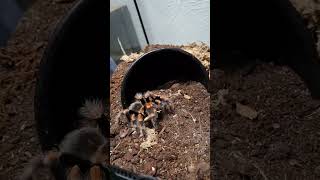 brachypelma feeding mexico nature [upl. by Ashlee305]