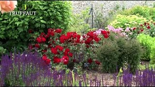 Comment planter un rosier en pleine terre au jardin   Truffaut [upl. by Womack]