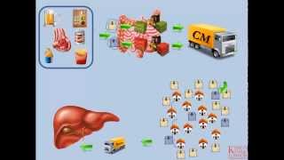 Lipids and Lipoproteins  Part 2 Exogenous Pathway [upl. by Bein372]