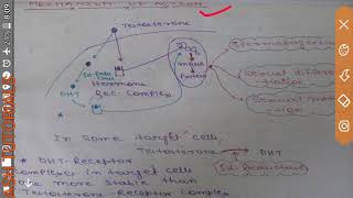 MECHANISM OF ACTION OF TESTOSTERONE AND DIHYDROTESTOSTERONE [upl. by Bindman]