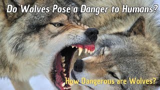 Are Wolves Dangerous for Humans 🐺 Wild Wolves and Humans 🐕 How dangerous are wolves [upl. by Ahsinnek]