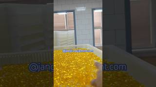 How Vegetable lutein softgel capsule are producedServo softgel machine with tumbler amp tray drying [upl. by Ardnuahsal]