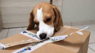 Funny Dog gets the SURPRISE of a LIFETIME Funny BEagle Louie [upl. by Marshal]